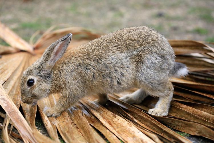 短毛兔和长毛兔小时候的区别,短毛和长毛的区别图片