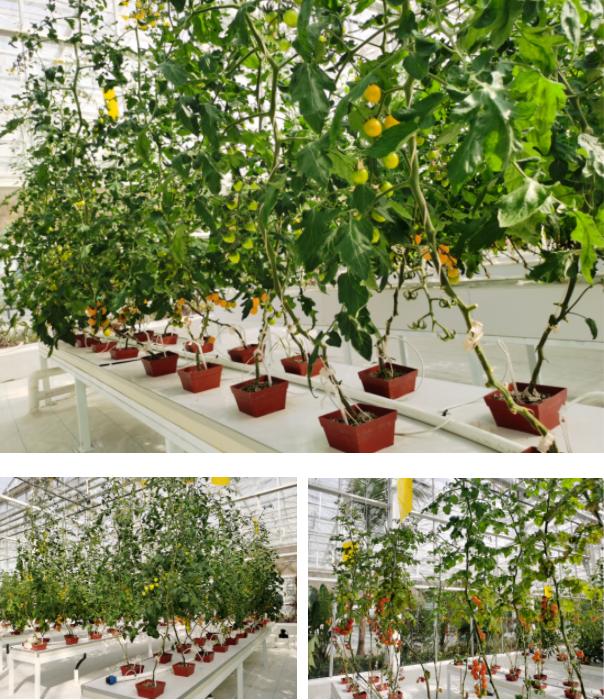 农业技术大讲堂之番茄的种植技术,连云港番茄无土栽培