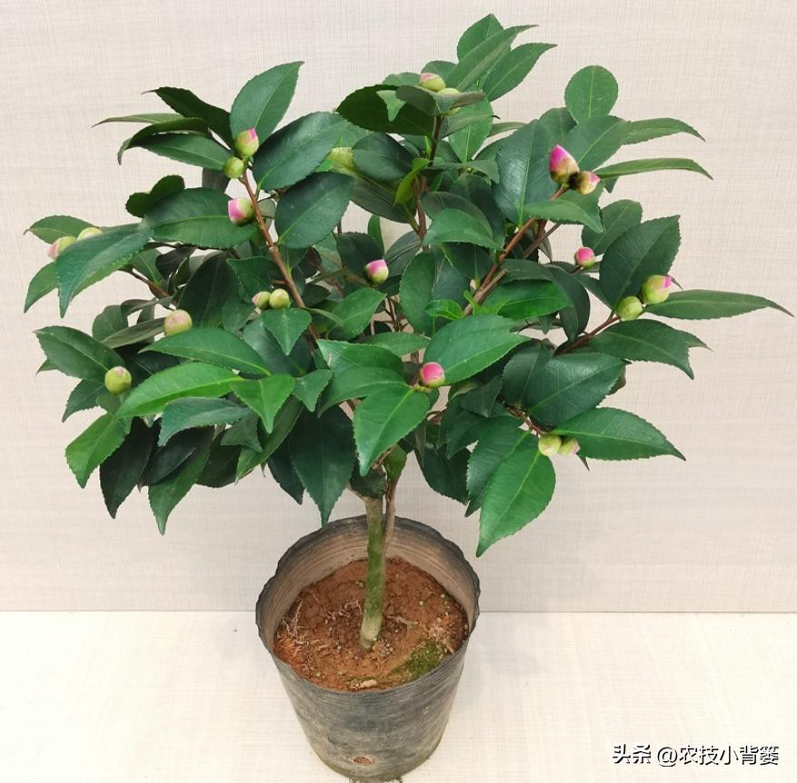 茶花扦插用什么方法成活率高,夏季扦插茶花枝条必须马上扦插吗