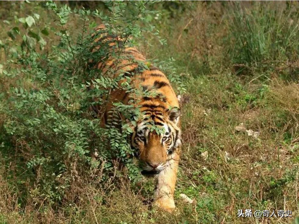 周正龙东北虎造假事件,周正龙养蜂致富