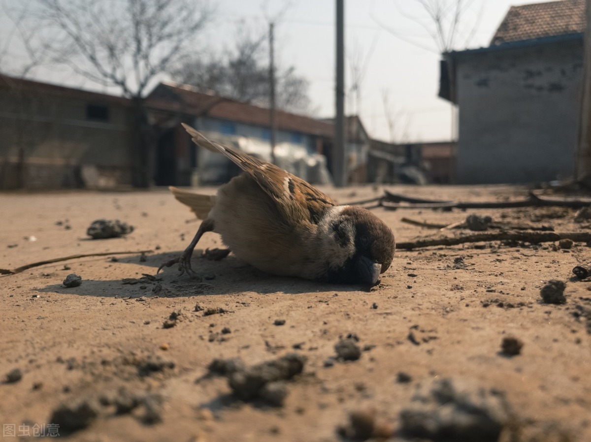 重建城墙诗歌简谱,讴歌党领导灾后重建的诗歌
