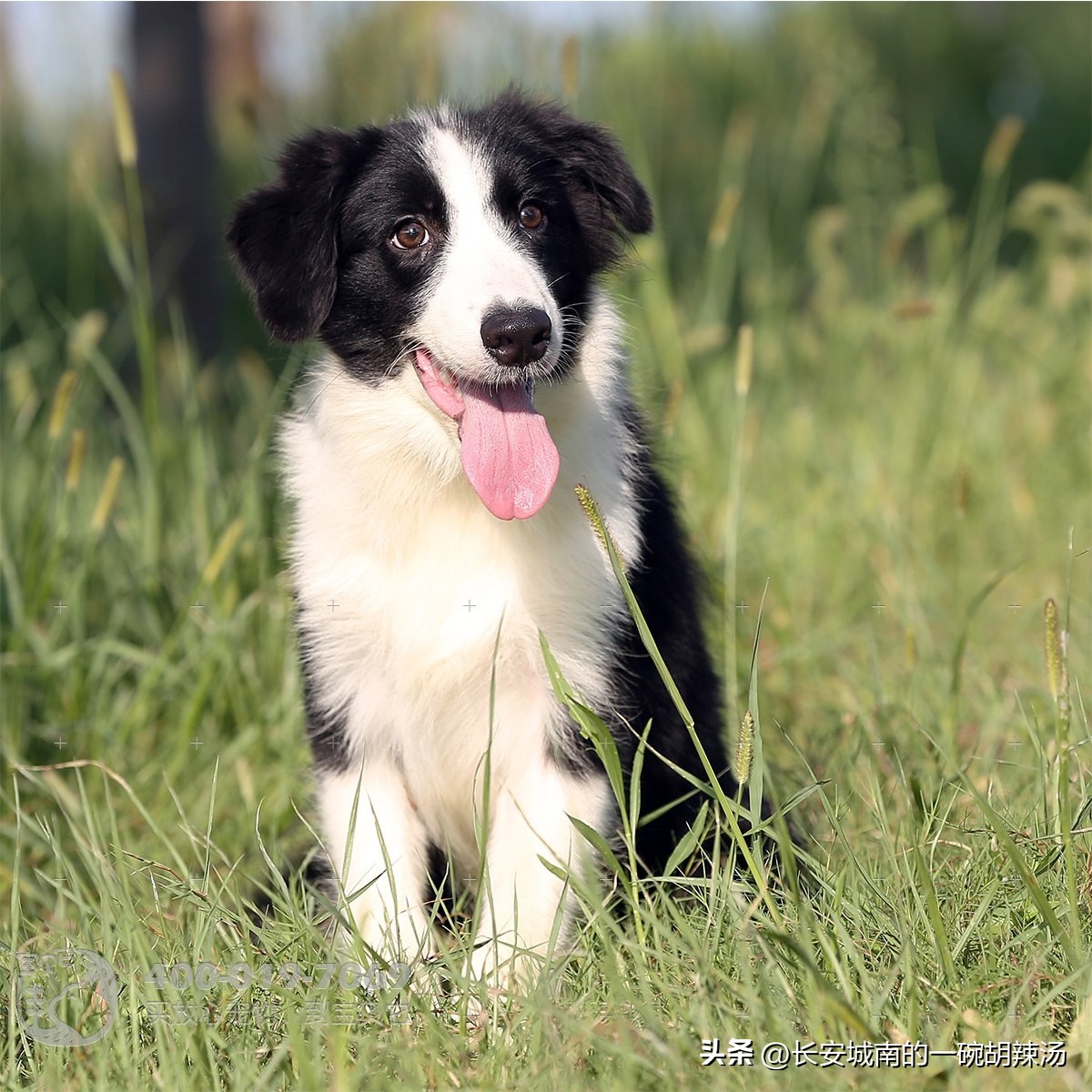 100种名犬图解加纳利犬,世界名犬适合家庭养
