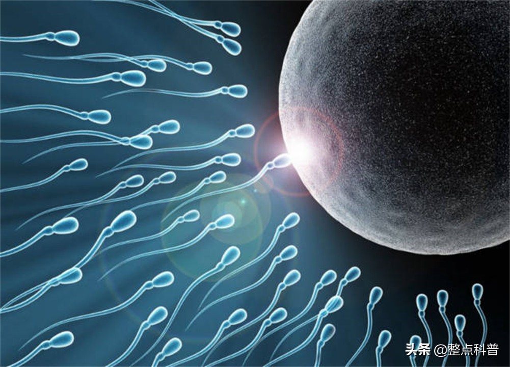进入女性体内后，没成功“受精”的东西都去哪里了？既好笑又心疼