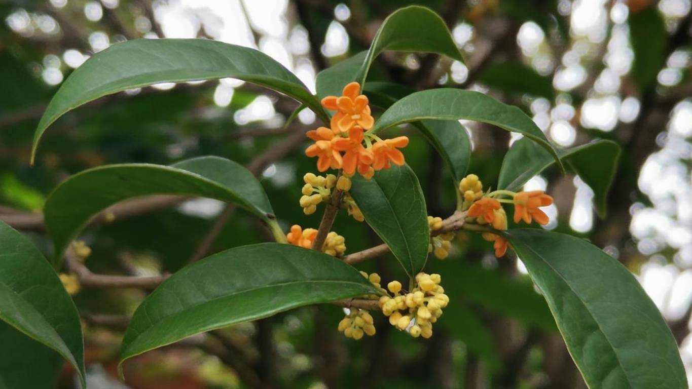 又是一年秋意浓赏桂正当时,金秋赏桂中秋到来之际