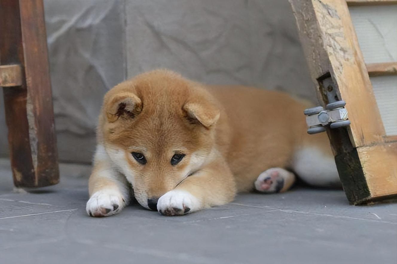 狗吃过期的零食呕吐后该怎么办,狗吃过零食不吃饭怎么办