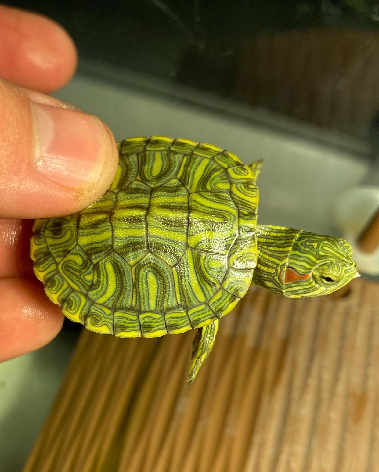 巴西龟冬天该怎么养,冬天巴西龟怎么养