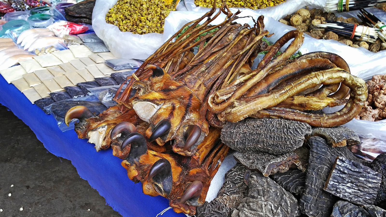 初哥视频,初哥徒步走西藏