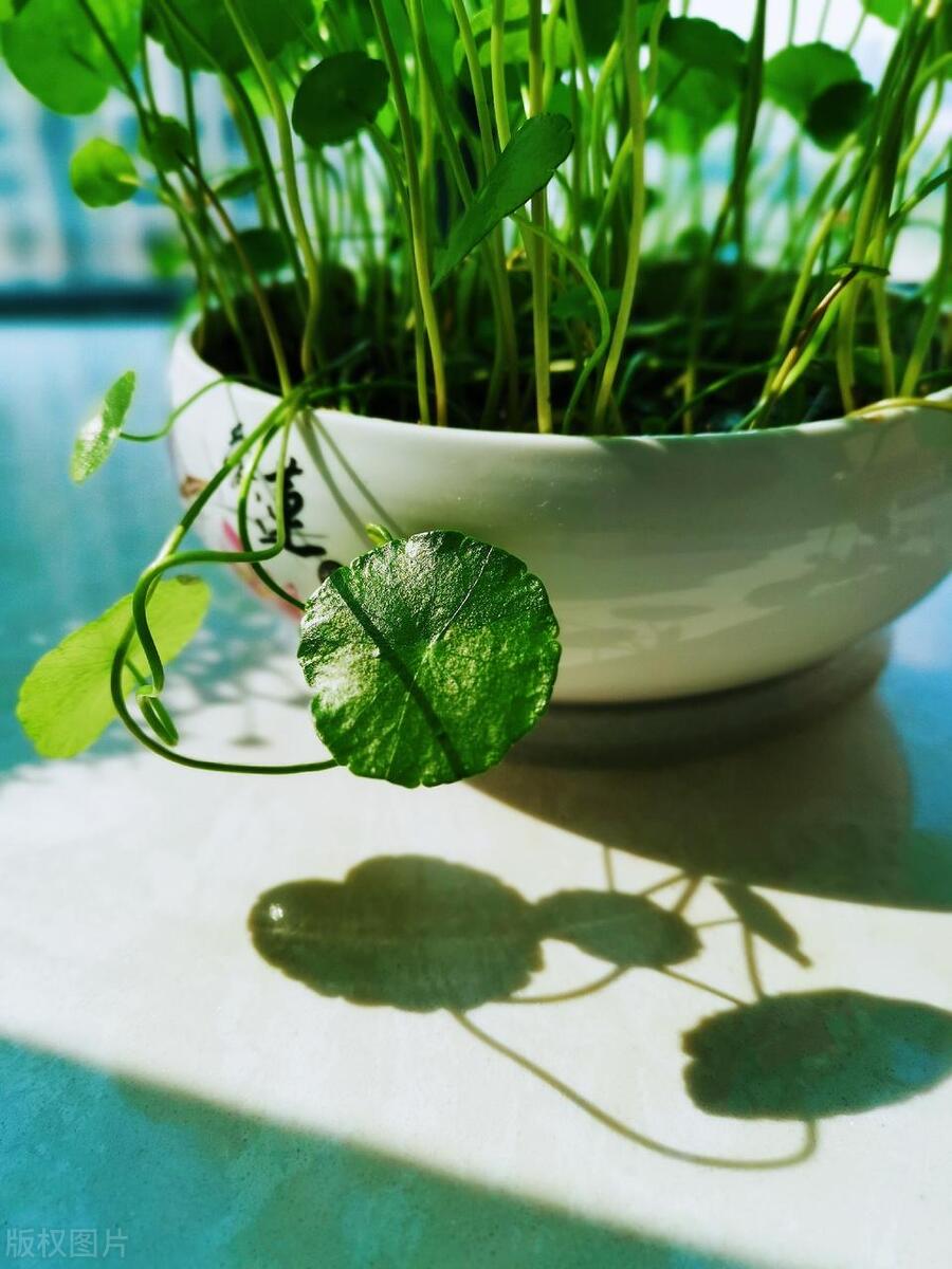 养绿萝怎样才能让它爆盆,绿萝一周就能养爆盆