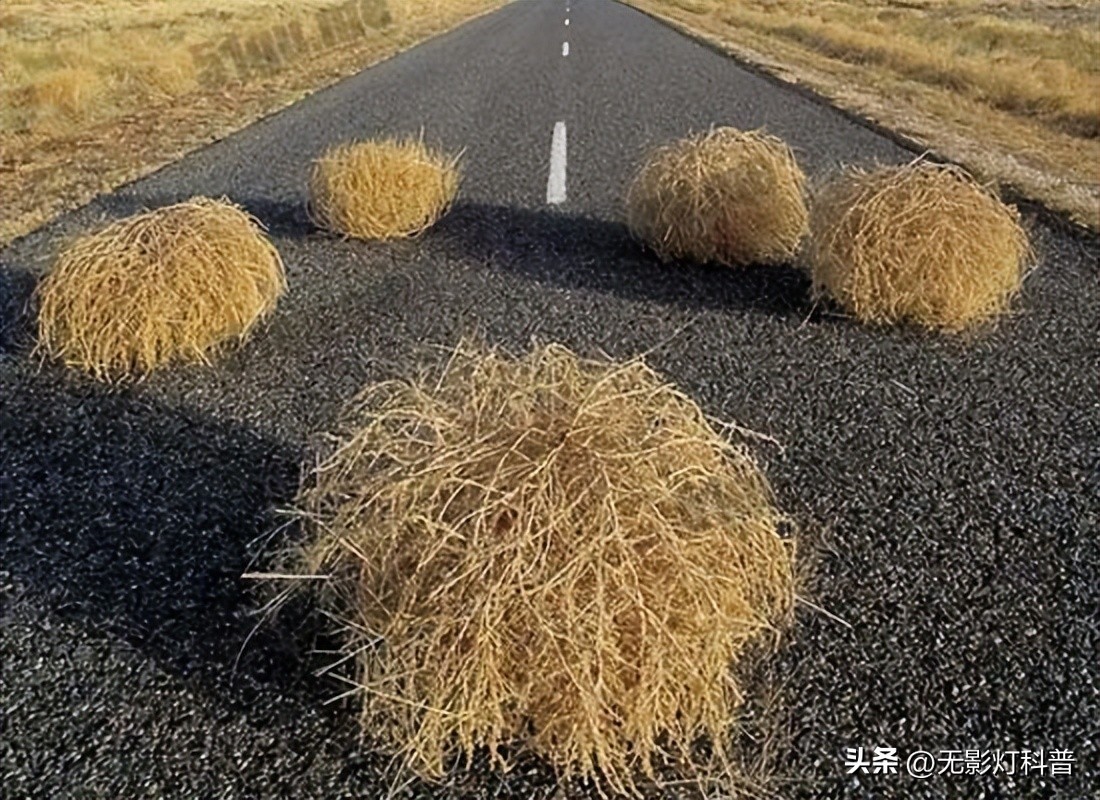 美国野生葛根泛滥,野葛根美国