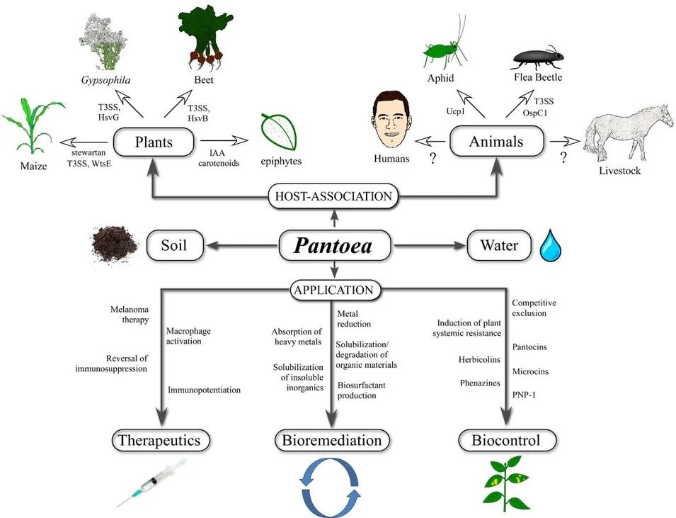 Pantoea,泛菌属——肠道内善恶兼备的神秘细菌