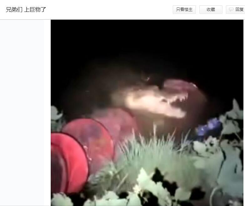 上海钓鱼佬钓起“五爪金龙”，差点牢底坐穿？金龙到底什么来头？