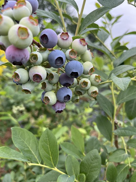 超甜预警！夏日采摘季！快来汉中实现水果自由~