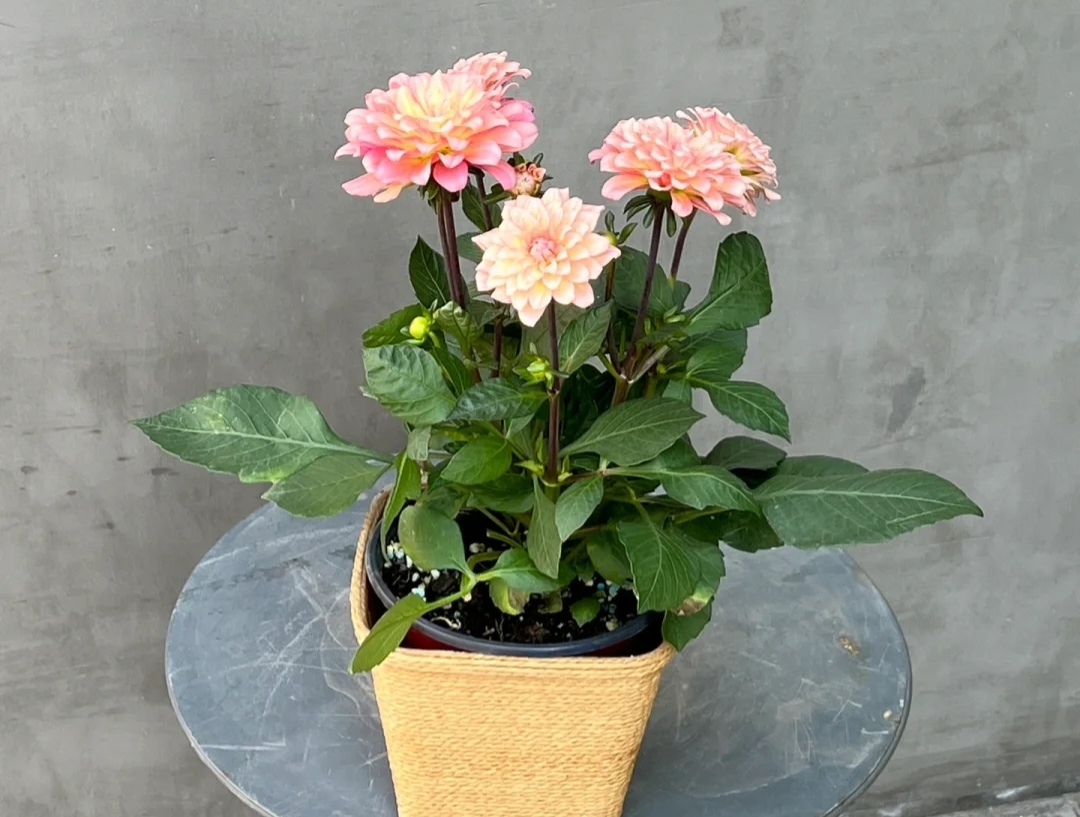 家庭客厅养什么花好看又旺财,客厅最吉祥的三种花