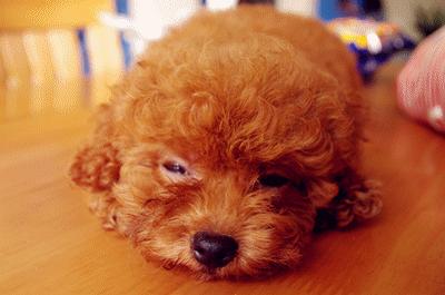 新手怎么饲养泰迪犬,饲养泰迪犬的注意事项是什么