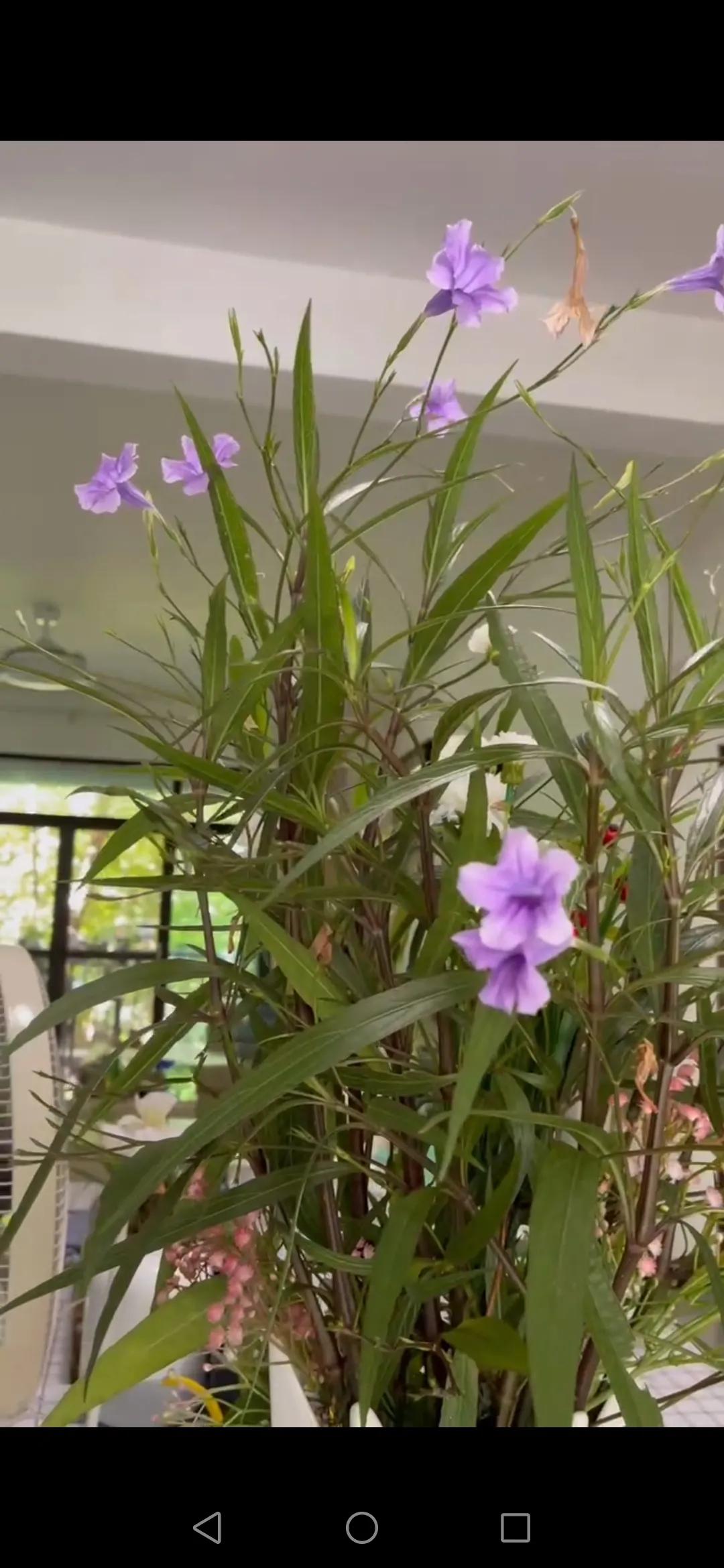 风雨过后见彩虹励志八字句子,风雨过后见彩虹文案句子