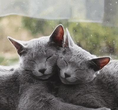 俄罗斯蓝猫法国蓝猫英国蓝猫,欧系俄罗斯蓝猫