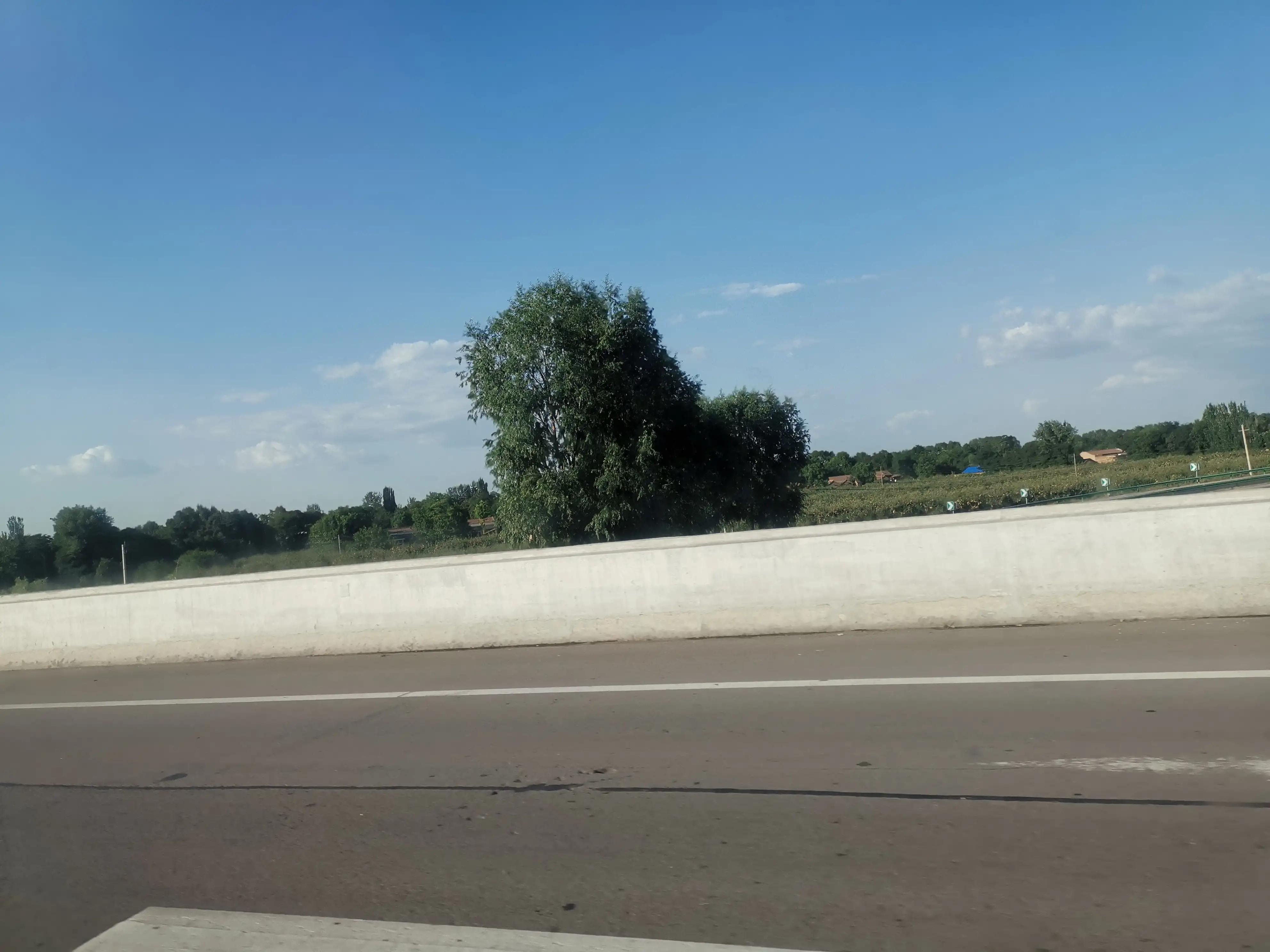 树，我心中的陕西