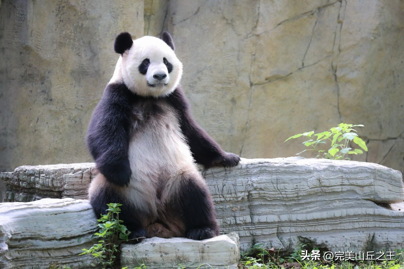 上海旅游18个景点攻略,上海周边有山的5a景区