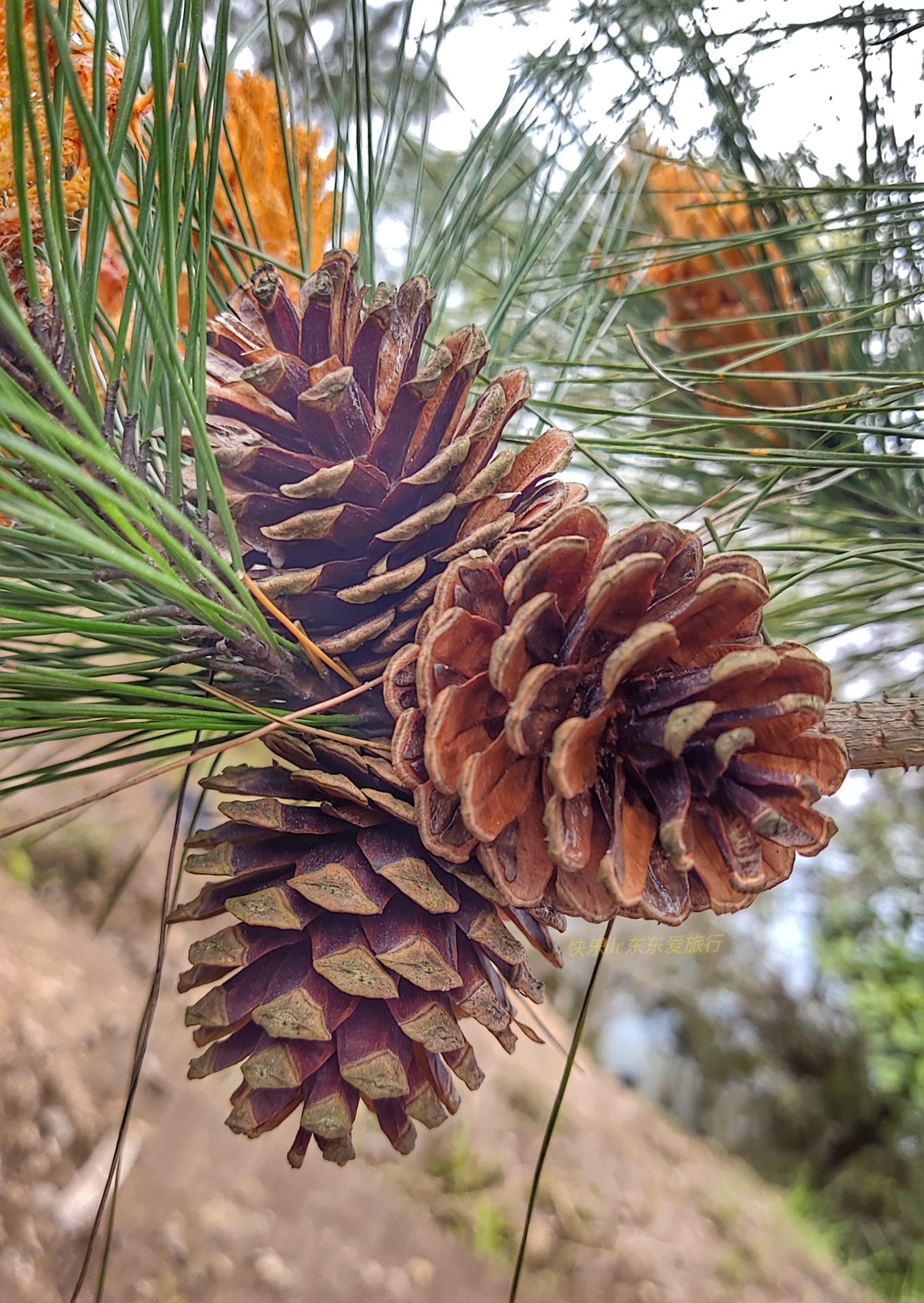 大家纷纷出去赏樱花，我却和老婆偷偷去山里看松树花，收获如何？