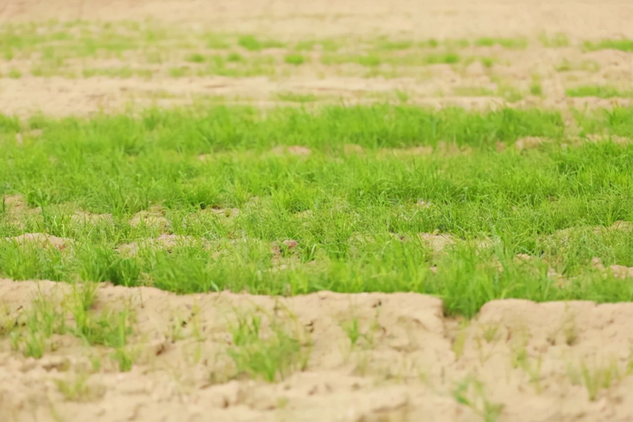 中国神奇胶水让沙漠变绿洲,中国科学家发明胶水沙子变土壤