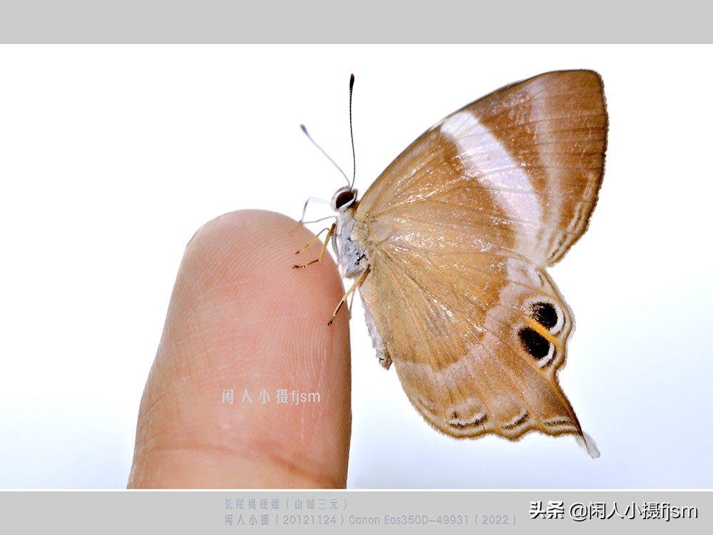 近距离拍摄昆虫小动物,常见昆虫微距摄影活动