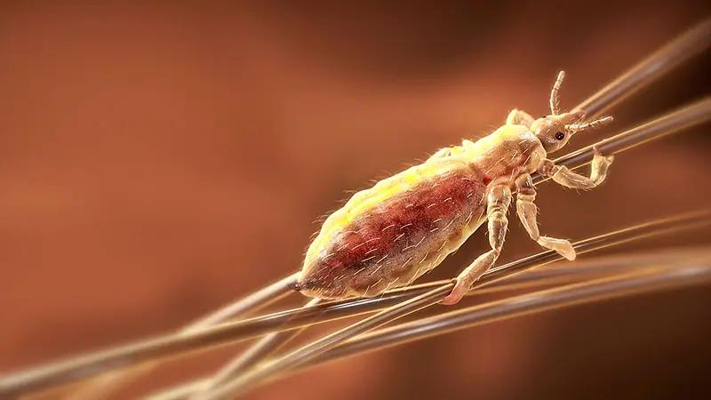 虱子现在灭绝了吗,虱子在自然界存在吗