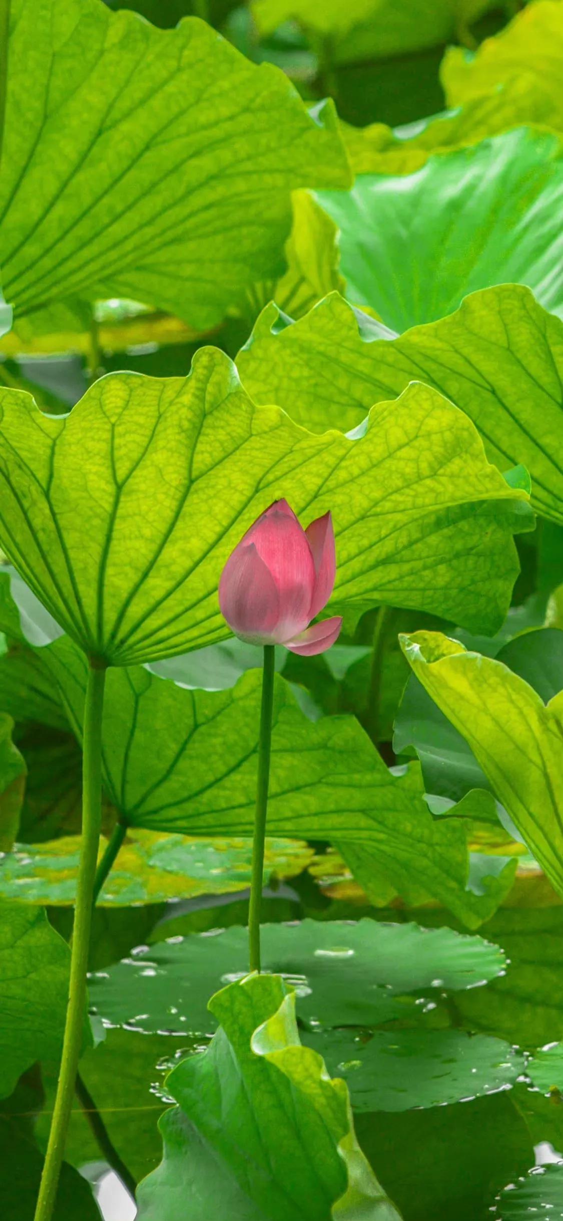 荷花荷叶壁纸图片大全,荷叶手机壁纸高清图片