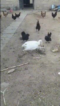 大鹅和平头哥,平头哥最新比赛谁赢了