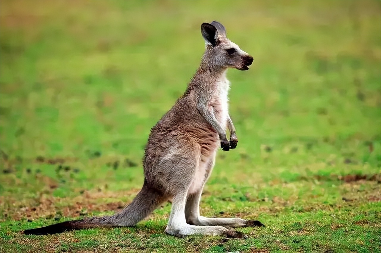 澳大利亚80年一遇的袋鼠杀人事件,澳大利亚袋鼠为什么会被扑杀