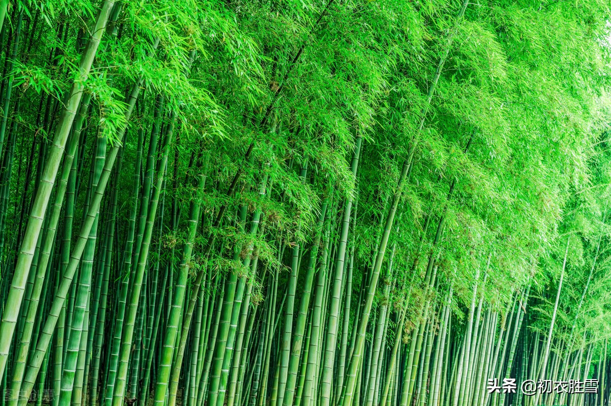 鍒濆绔瑰瓙,鍒濆缁挎剰鐩庣劧鍞編璇楀彞