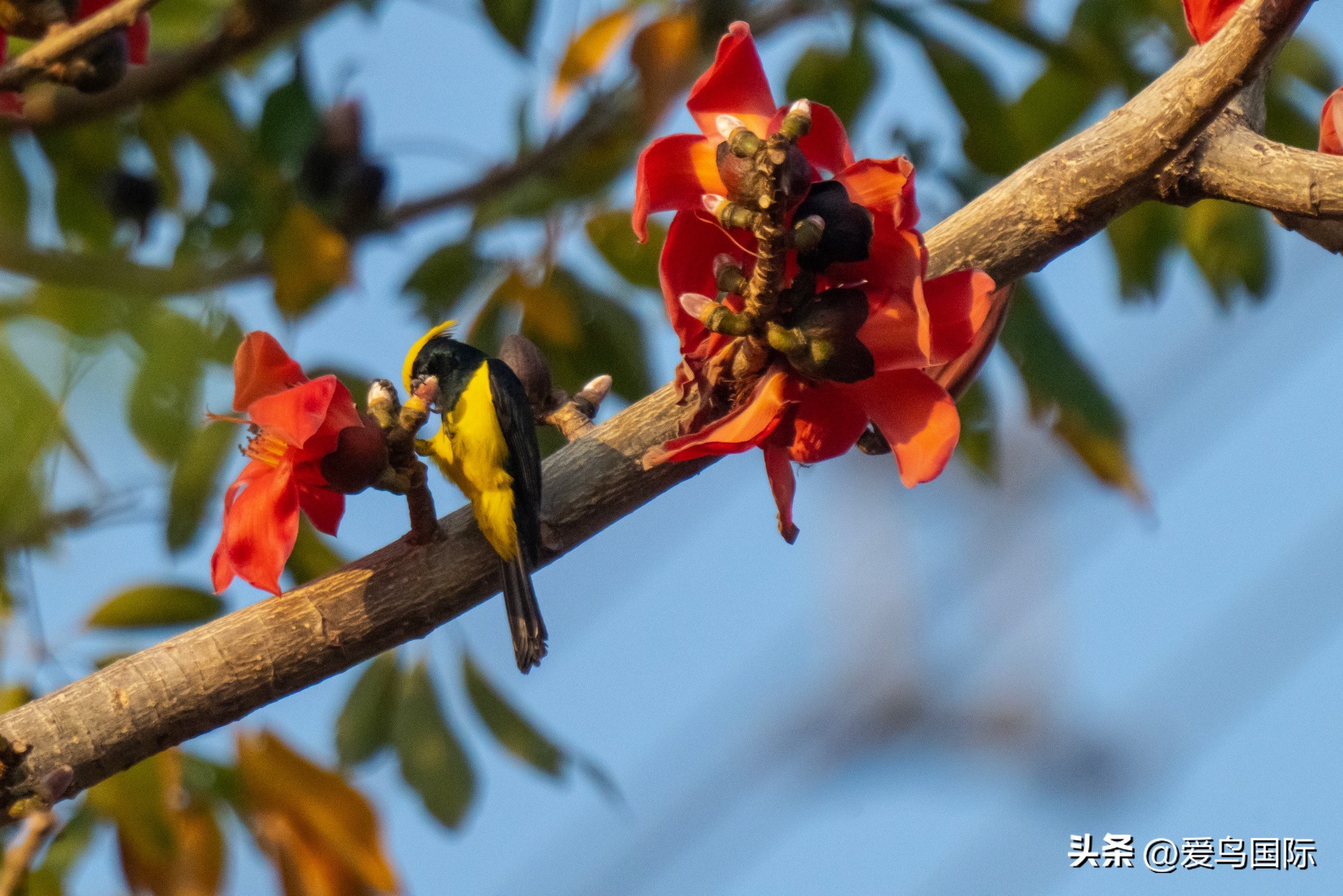 Alpha 1鸟种“加新”之旅 索尼云南拍鸟活动手记