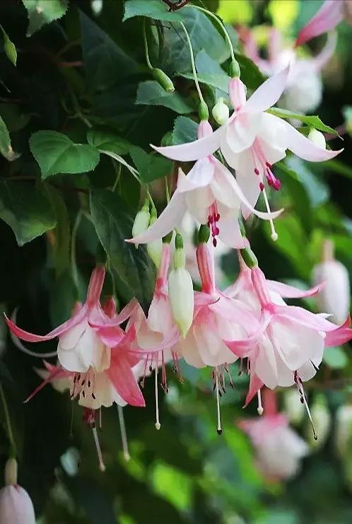 美丽的花倒挂金钟,美丽的倒挂金钟花图片