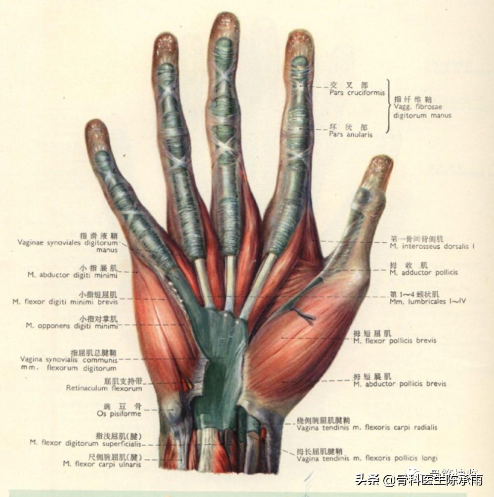 腕部切割伤康复训练,腕部割伤如何处理