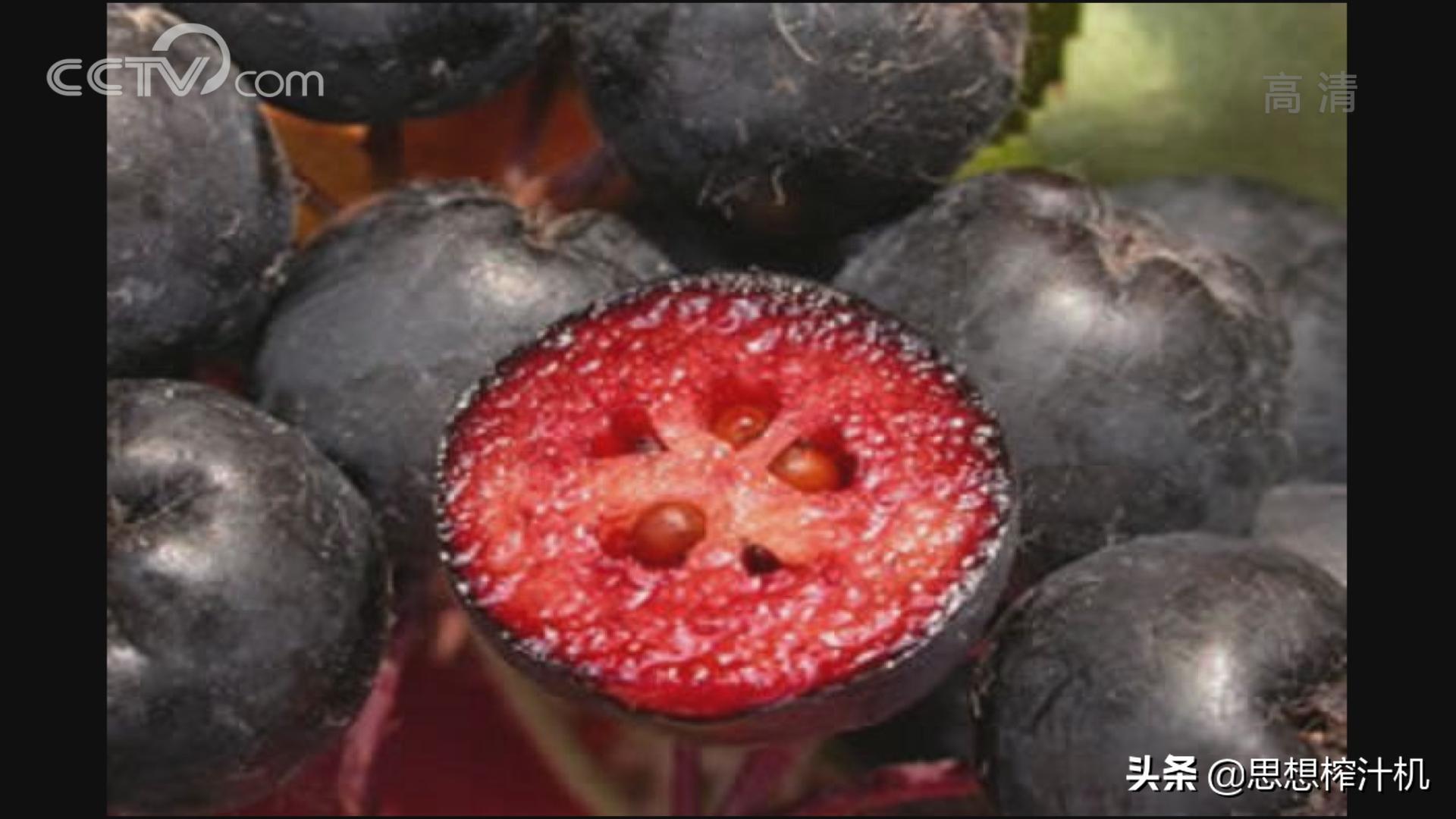 黑果花楸市场前景如何,辽宁黑果花楸苗基地