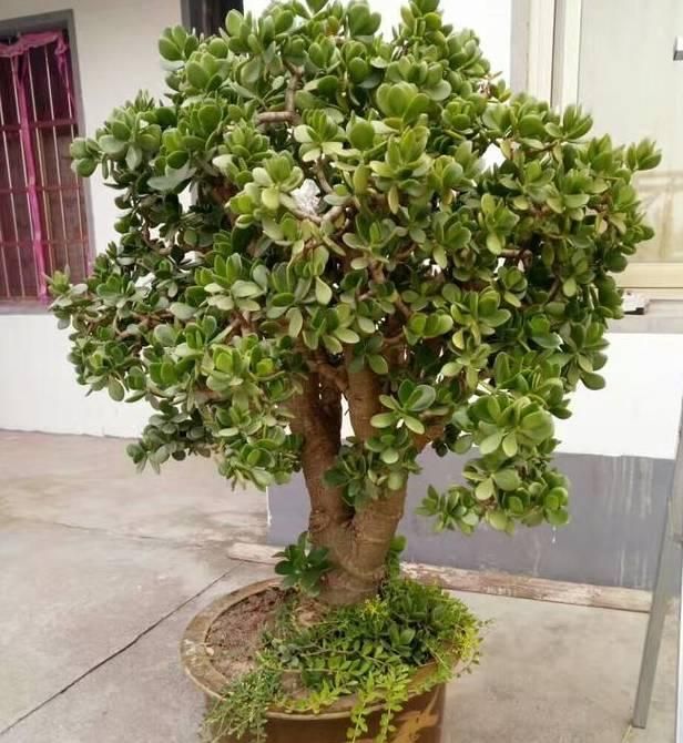 旺财避煞的盆栽有哪些,盆栽寓意人旺财旺都有什么