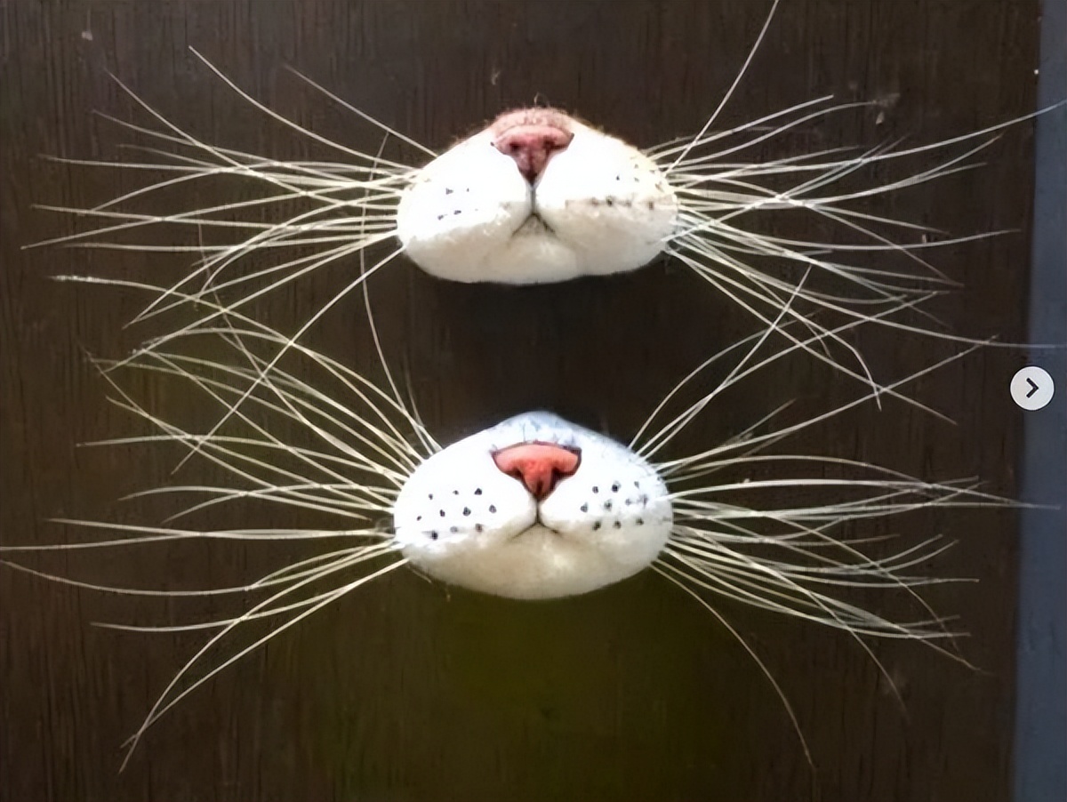 收集猫咪的胡须会带来好运？但它有这么多用途，不能剪