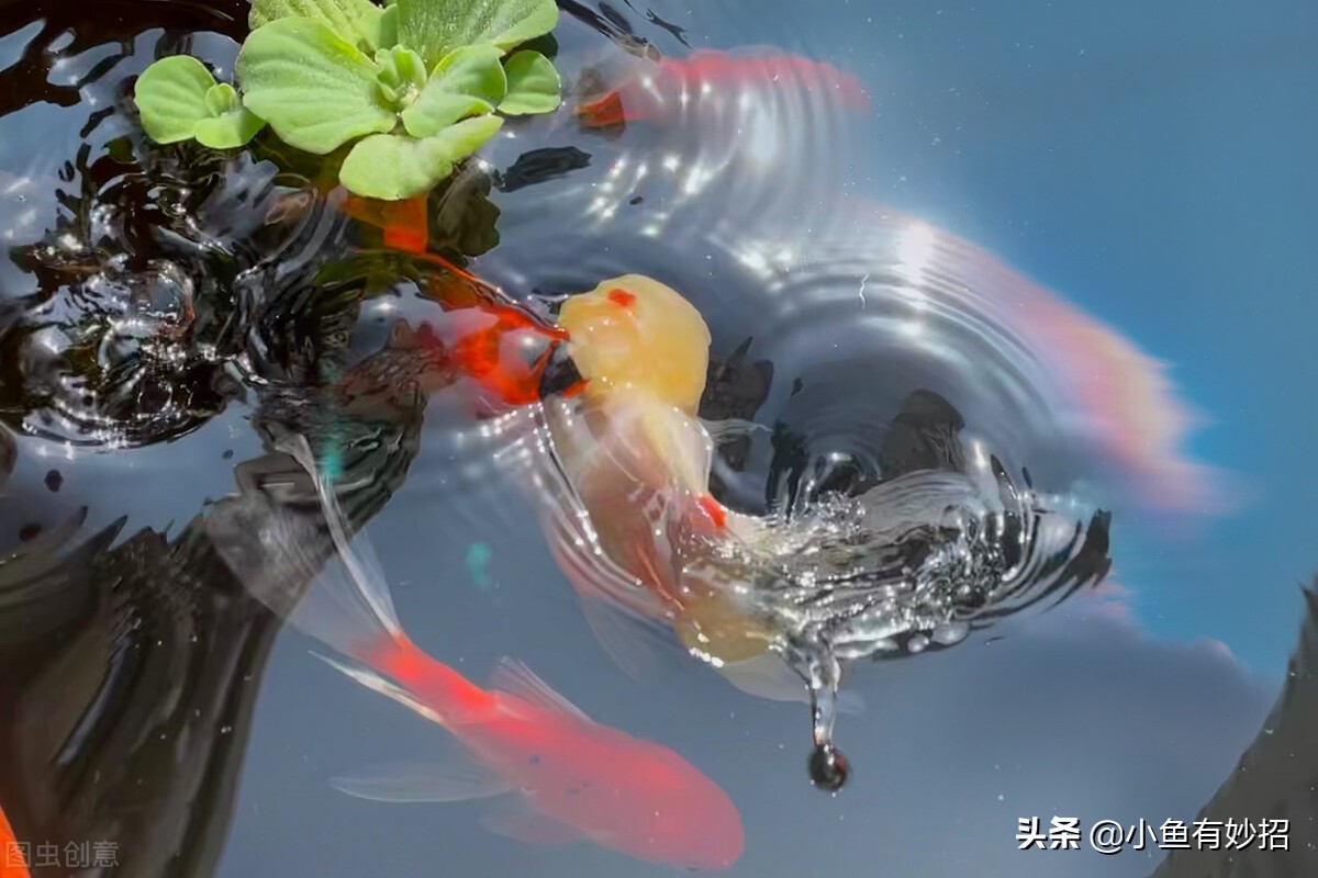 虎头金鱼饲养要领,金鱼的饲养方法教程图解