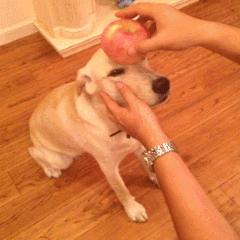 新人养狗首选什么狗,养狗首选这7种狗不贵又好养