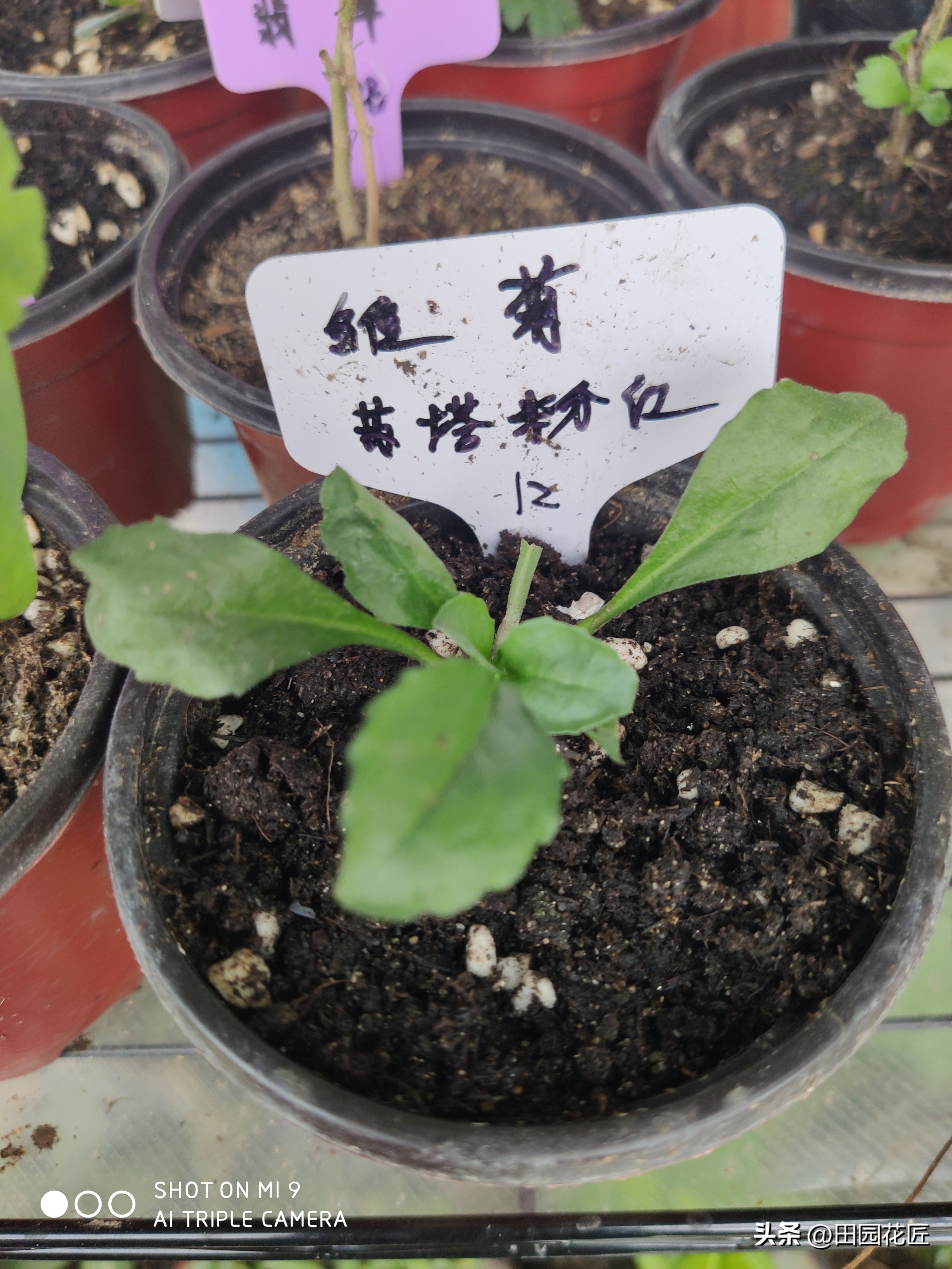 雏菊花期长怎么办,雏菊盆栽花期过后怎样打理