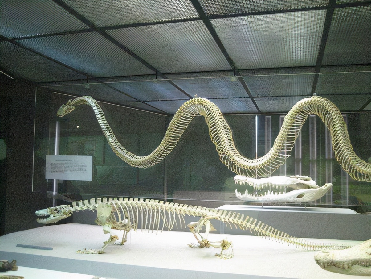 美一男子斩下蛇头,十分钟后险些被蛇头咬死,蛇头为何能僵而不死