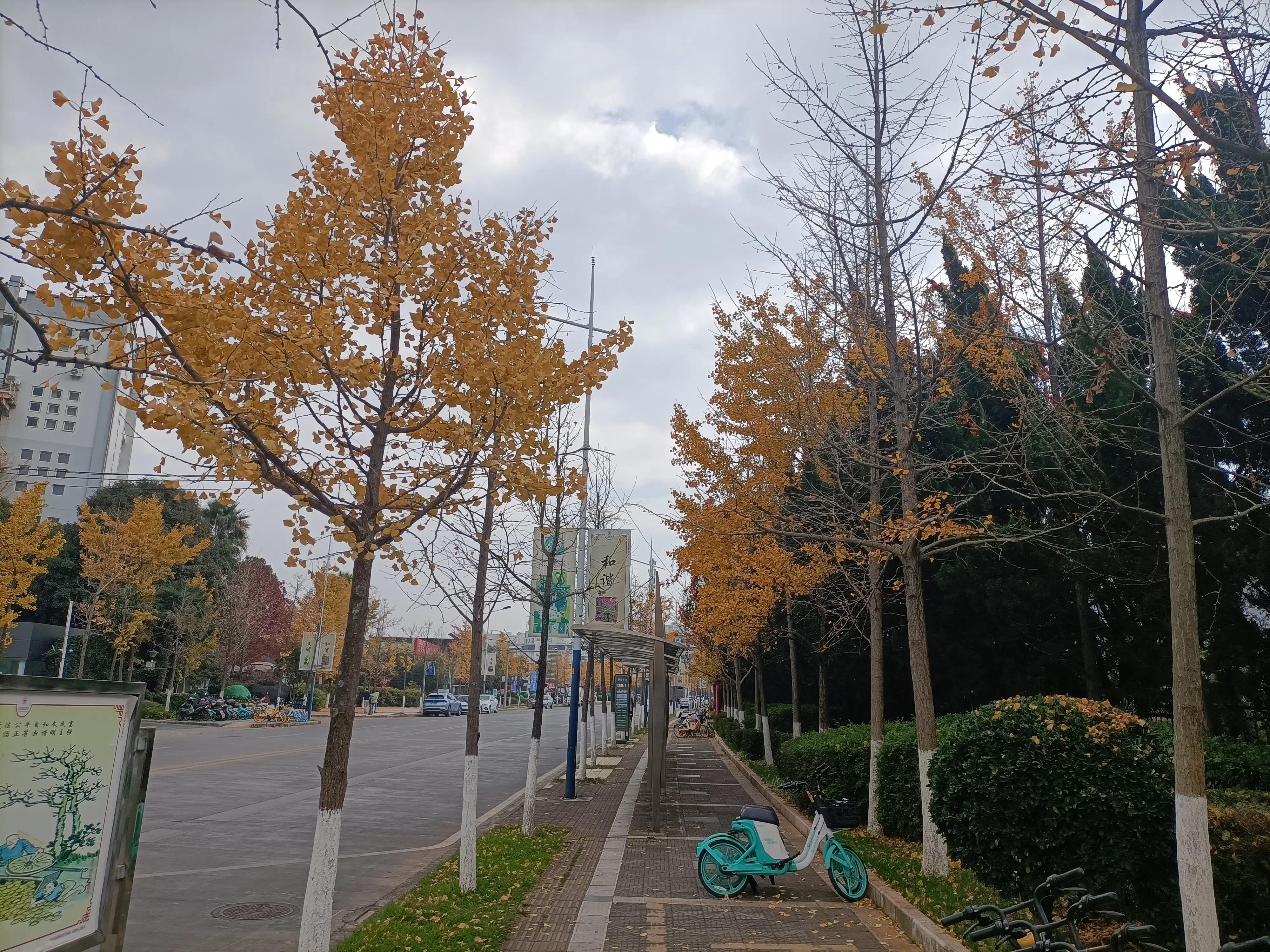 冬日的昆明美如春,这才是昆明四季如春的样子