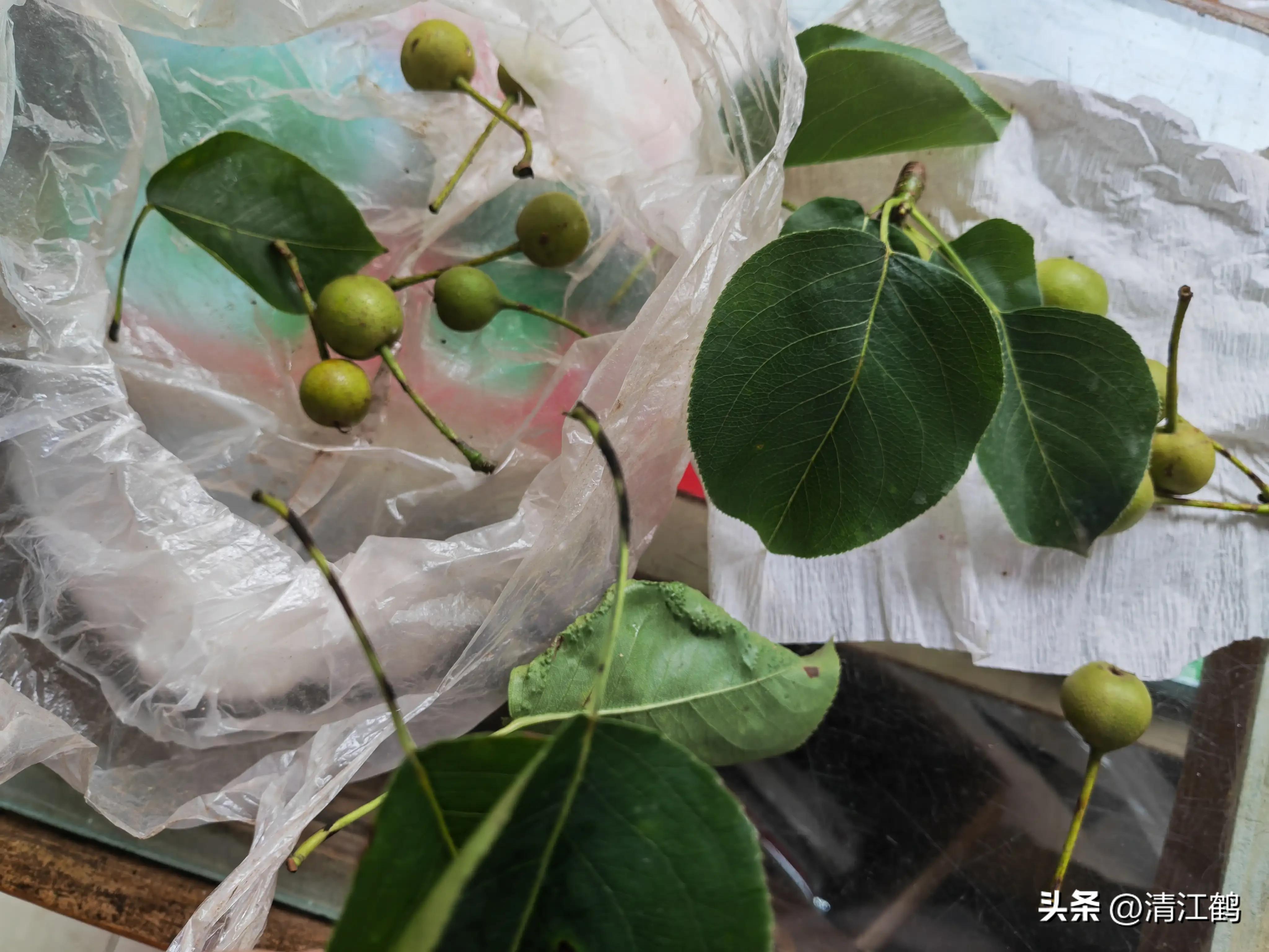 治疗黑星病的特效药物有哪些,黑星病的克星是啥药