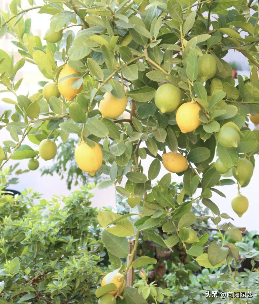 盆栽柠檬树的果子能吃吗,盆栽柠檬树果子