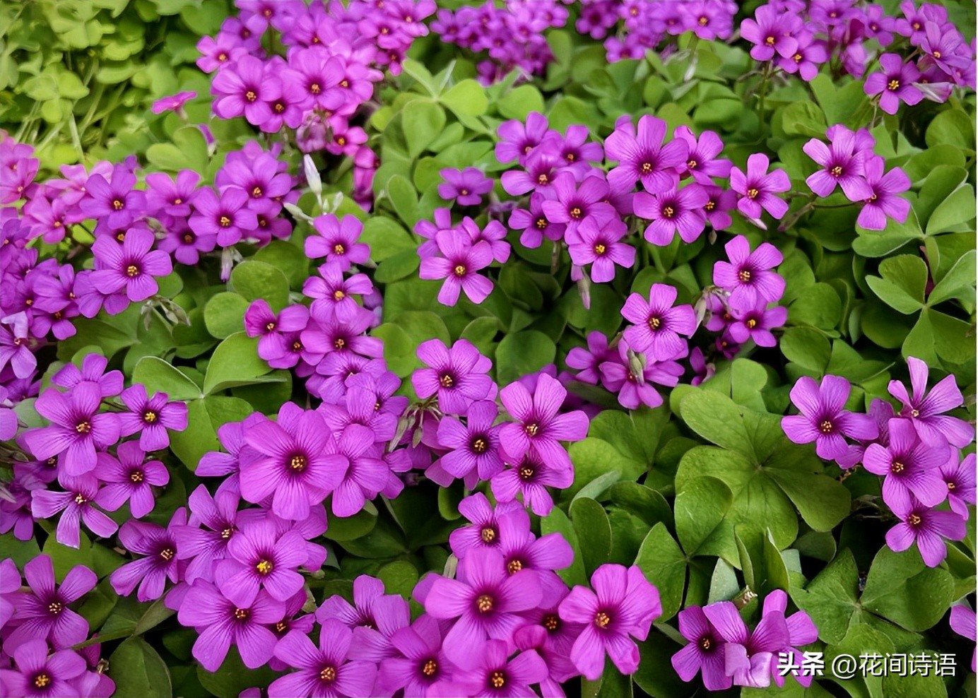 屋内除甲醛效果最好的方法,屋内除甲醛最好的方法