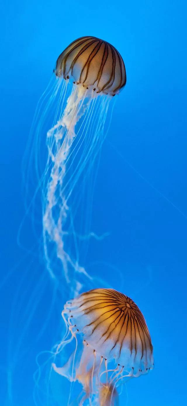 海底世界高清大图壁纸,手机动态海底世界鱼壁纸