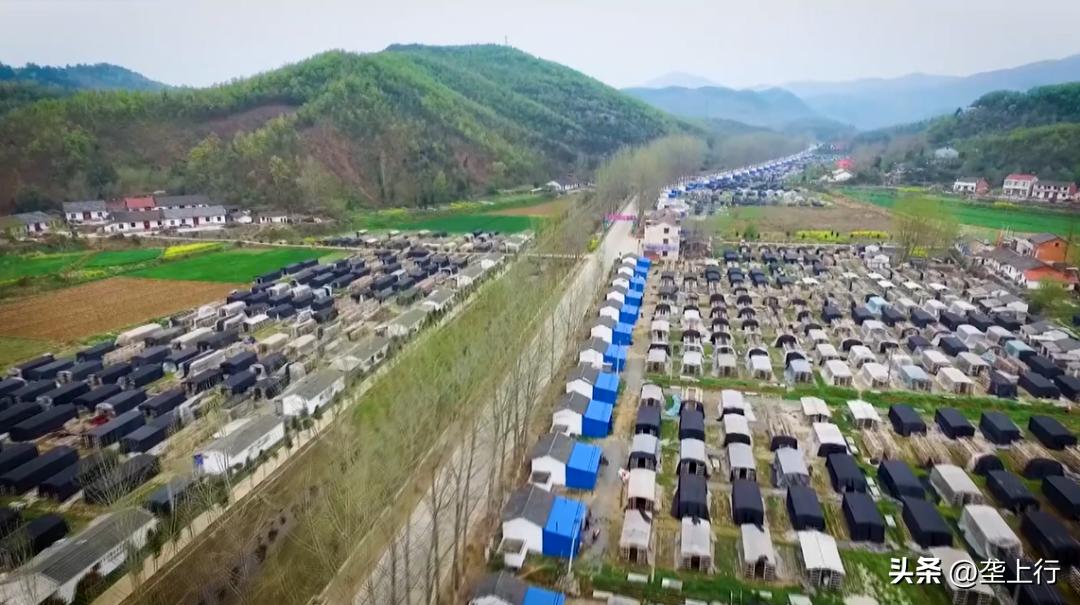 湖北香菇何以飘香天下？明天上午10点为你揭秘