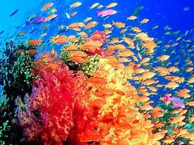 分享海的照片,奇异的海底世界200字