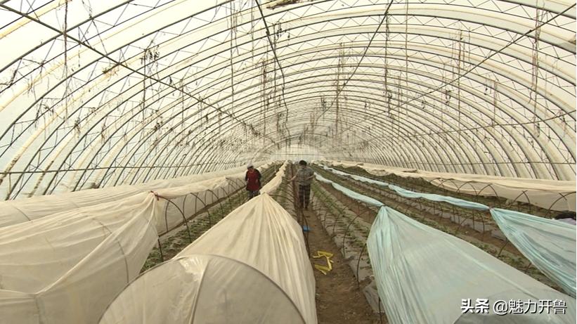 种植大棚小甜瓜走上脱贫致富路,内蒙古开鲁县双丰甜蜜香瓜种子