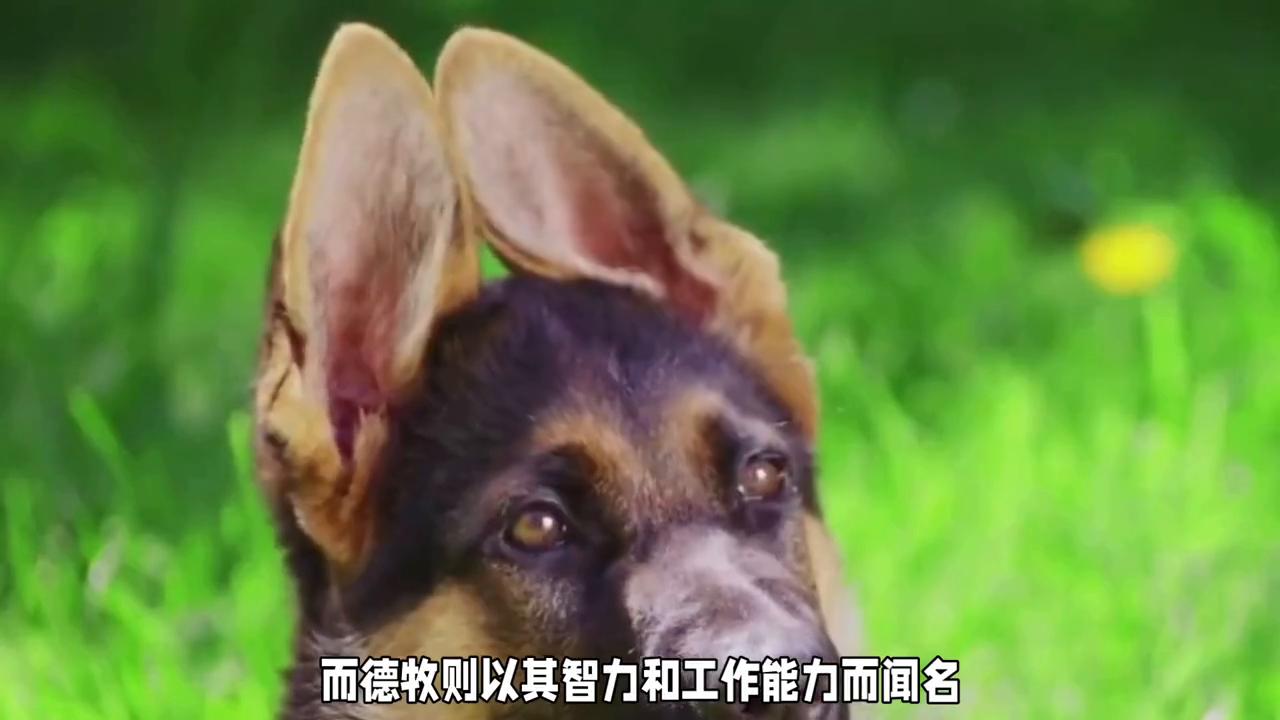 德牧和马犬的混血,德牧凶还是马犬凶
