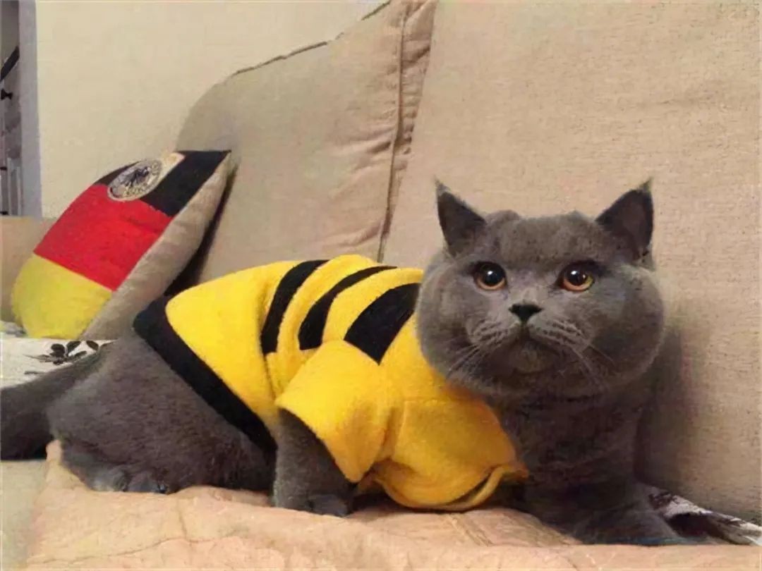 英短幼猫怎么看纯不纯,英短乳白怎么看纯不纯